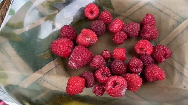 Малина 28 сентября