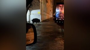 Дикий кабан забрел в Дзержинский