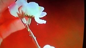 Использование искусственных цветов для украшения дворов ПОДПИШИСЬ