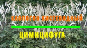 КЛОПОГОН КИСТЕВИДНЫЙ