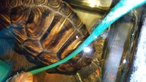 Красноухие черепахи 🐢 день 21-10-2025