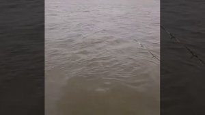 Видео от За Трофеем: Охота и Рыбалка