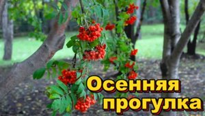 Прогулка по осеннему лесу!