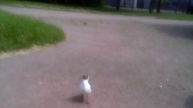 Что за птица пингвиньей окраски в парке Санкт-Петербурга? смотреть онлайн