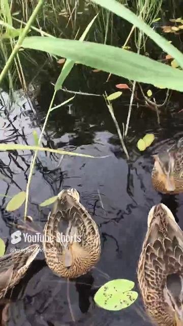 Ленобласть. Хвойное. 08.07.2024. Часть 34. Утята_ Соскучился за нами_