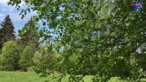 Любовь Костоглотова "Милая роща" (музыка О. Гришина, слова М. Смирновой)