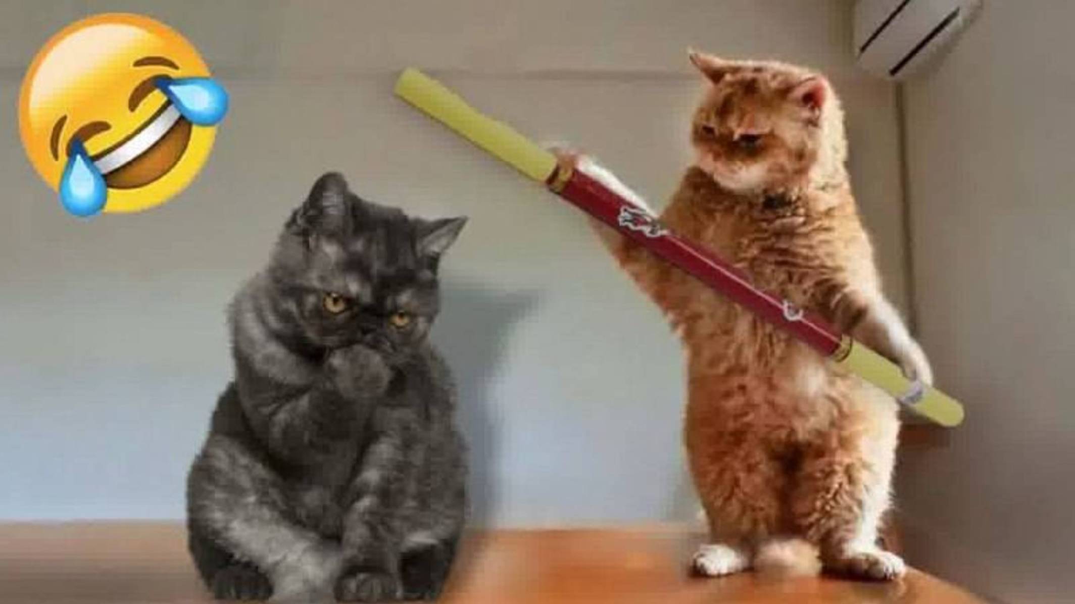 САМЫЕ СМЕШНЫЕ ЖИВОТНЫЕ 2025 Смешные видео с кошками и собаками  ПРИКОЛЫ