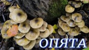 №1132/ ЧУДЕСНОЯ поездка в ЛЕС по ГРИБОЧКИ. (Опята, Подосиновики)