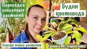 Будни цветовода🪴. Пересаживаю спасенные растения, спасаю новые растения. Немного моих новостей)
