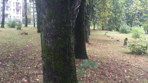 Чувства, как стёкла... сл. Евгения Капустина
