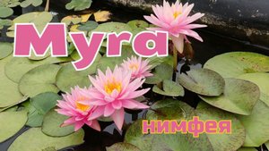 Кувшинка (нимфея) Майра. Water lily (Nymphaea) Myra