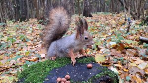 Белки - борьба за территорию_#2, Битца, 20 октября 2025