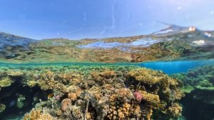 СНОРК ТИРАН