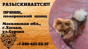 Пропала собака! ПРЯНИК, померанский шпиц. Московская обл., г.Химки.