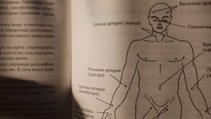 Места, наиболее доступные для определения пульса.