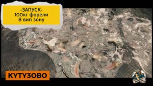 Запуск 100 кг форели в вип зону