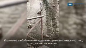 Госохотинспекция просит владимирцев не кормить уток на городских водоемах