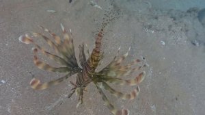 Египет Siva Golden Bay Makadi - 2