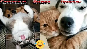 Самые смешные видео приколы|Юмор и Приколы|Забавные моменты с животными
