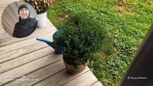 Приятно запоздалые цветочки к 20-ой годовщине нашей свадьбы .