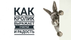Как понять, что кролик счастлив