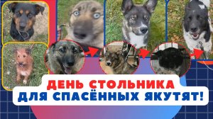День 💯 для спасенных якутят!