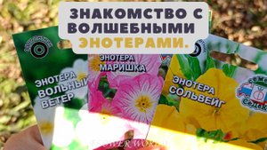 Знакомство с Волшебными Энотерами.😍