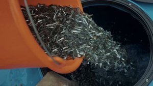 🐟 «Здесь будет рыба» — история возвращения лосося в реки западного Сахалина