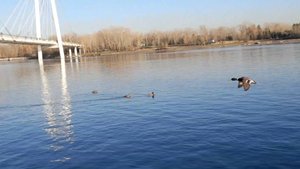 20251020_153839 Прогулка. Птичий базар на Енисее
