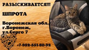 Пропала кошка! ШПРОТА. Воронежская обл., г.Воронеж.