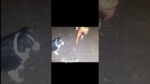 флея | фильм • против меня | фигурки собак • шляйх |