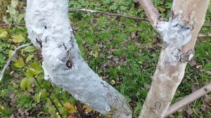 Обработка стволов по рецепту И. Русских.