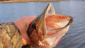 Закрытие сезона открытой воды 2025г.