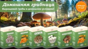 🍄Домашняя грибница — вырасти свои грибы дома!