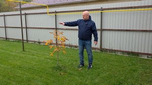 Рекомендации по посадке деревьев