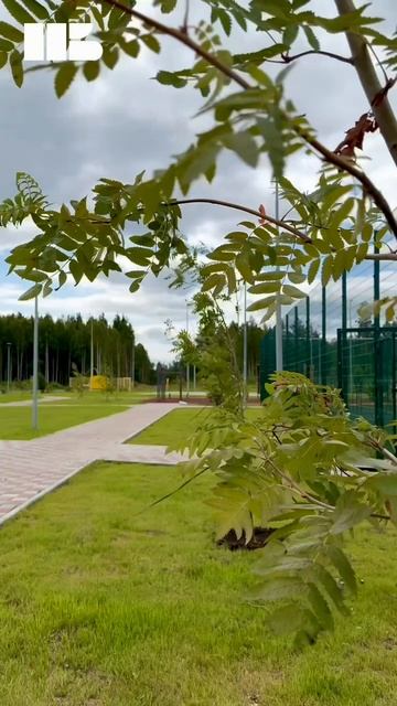 Коттеджный посёлок «Яснолетово» озеленяется смотреть онлайн