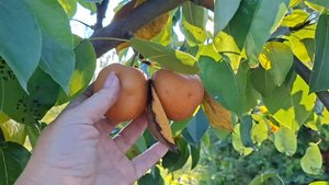 Мы дома..Наводим порядки..Собираем урожай 🍎🍐..И снова пакуем вещи..Собираемся в дорогу..