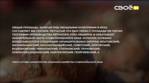 Сценарий цен. Репчатый лук