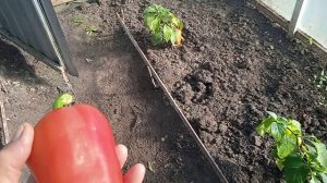 26.9.25г.   Убираю 🌶🌶🌶ПЕРЕЦ который оставила на СЕМЕНА!!👍!   Красавица🌹🌹🌹 РОЗА!!!