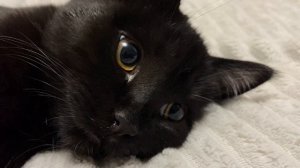 У кота мысли -В чем смысл жизни 😉