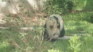 🐼Новый дом для панд-близнецов из Испании