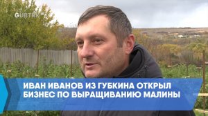 Иван Иванов из Губкина открыл бизнес по выращиванию малины