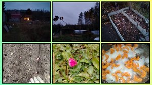 САЖАЮ ОЗИМЫЙ ЧЕСНОК, ОБРАБОТАЛА МАЛИНУ 47/2025