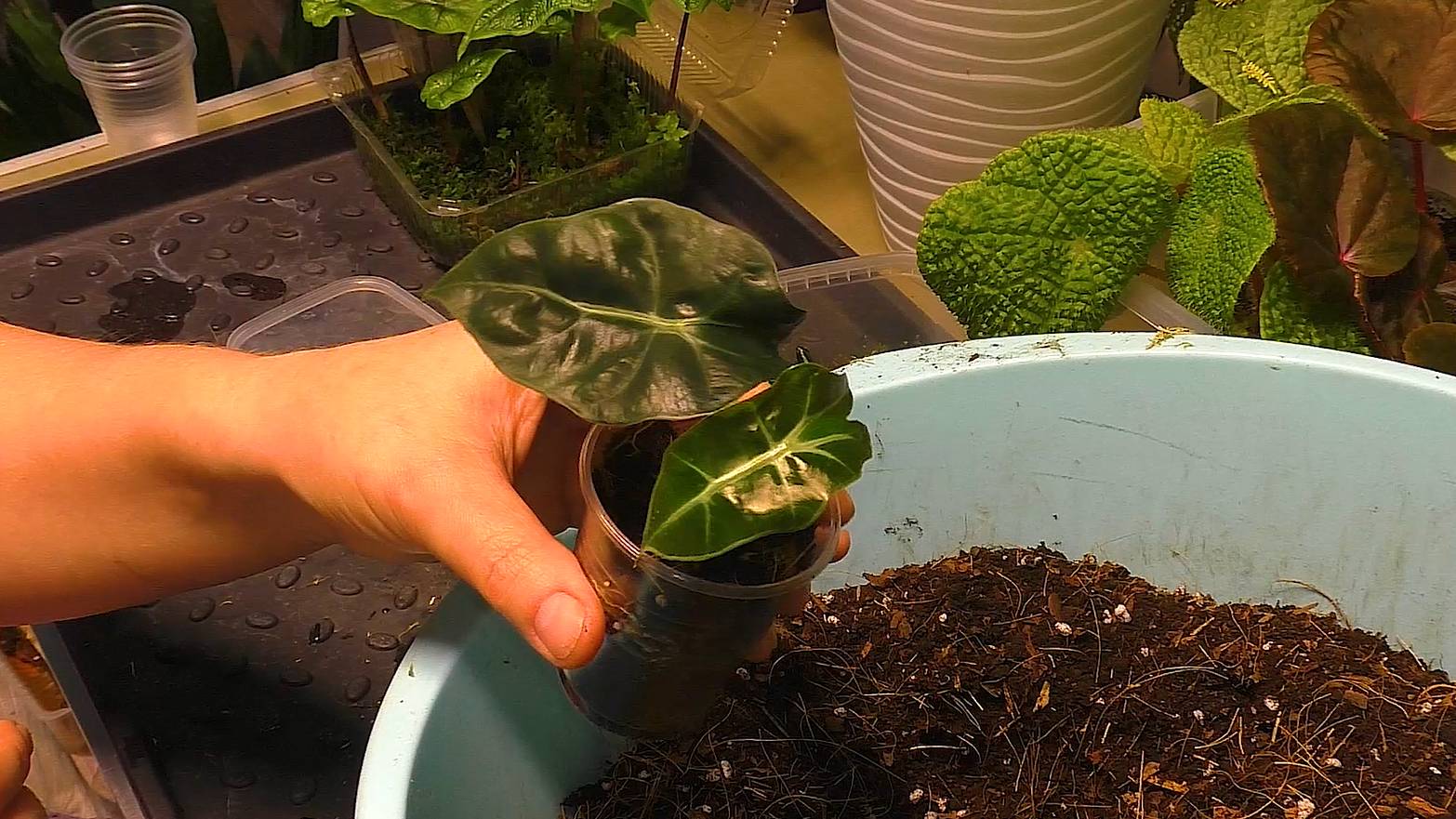 Собираю урожай клубней алоказии и пересаживаю подросших Полли ☘️