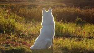 Медведи боятся её....