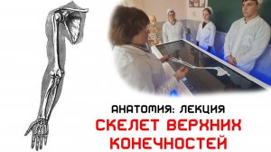 Кости верхних конечностей - Анатомия Лекция