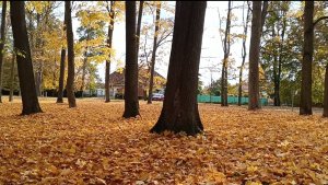 Красота осенней природы.