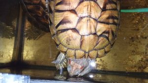Красноухие черепахи 🐢 утро 21-10-2025