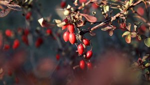 Последние аккорды осени звучат в Корсакове