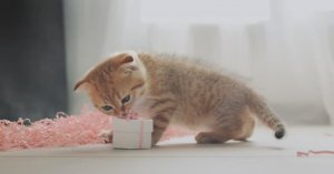 Подарок котику.